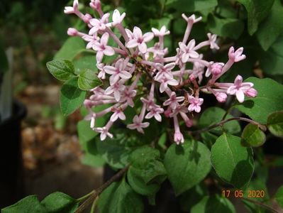 syringa Bloomerang Pink Perfume