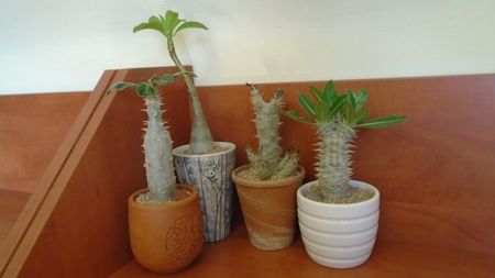 Pachypodium: horombense, rosulatum, decaryi, rosulatum ssp. cactipes