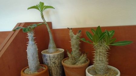 Pachypodium: horombense, rosulatum, decaryi, rosulatum ssp. cactipes