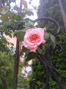 rose de tolbiac