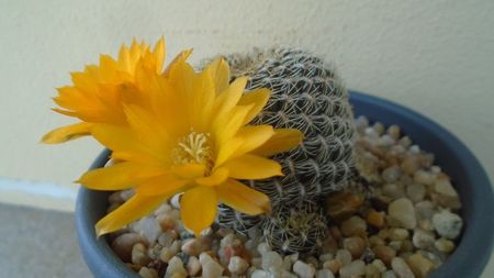 Rebutia arenacea