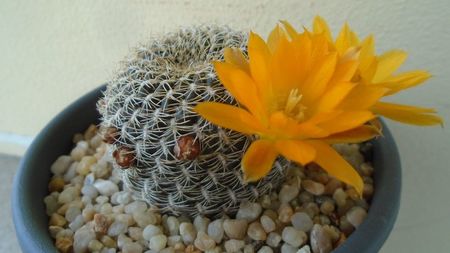 Rebutia arenacea