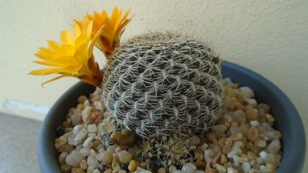 Rebutia arenacea