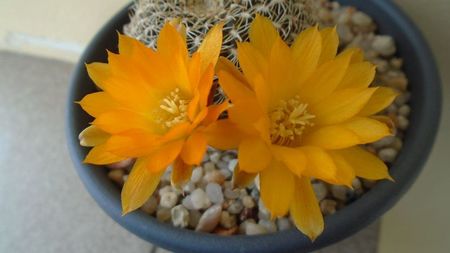 Rebutia arenacea