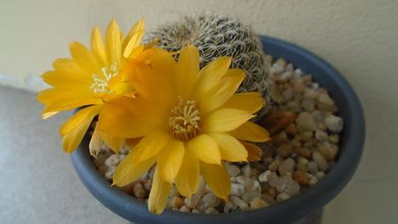 Rebutia arenacea