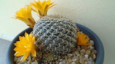 Rebutia arenacea