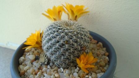 Rebutia arenacea