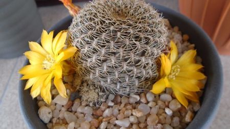 Rebutia arenacea