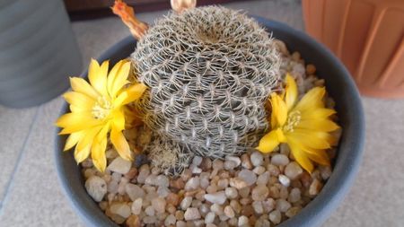 Rebutia arenacea