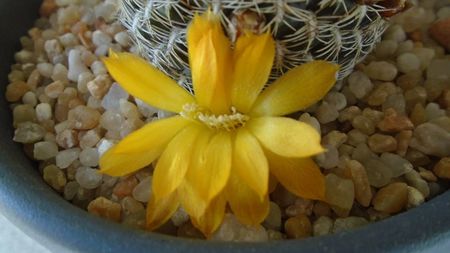 Rebutia arenacea