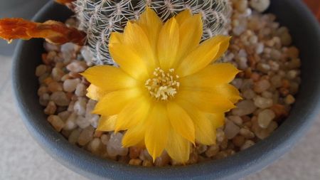 Rebutia arenacea