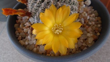 Rebutia arenacea