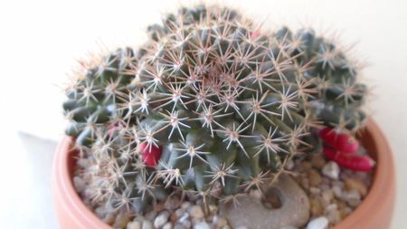 Mammillaria mammillaris