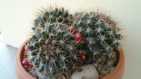 Mammillaria mammillaris