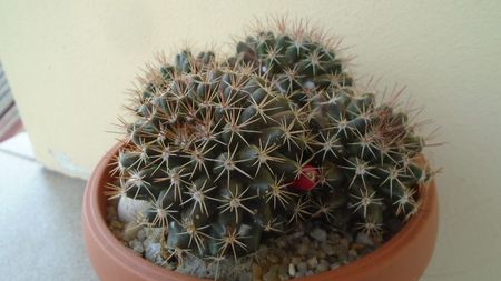 Mammillaria mammillaris