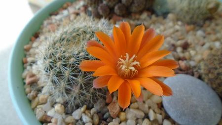 Rebutia steinmannii v. christinae