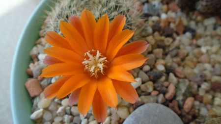 Rebutia steinmannii v. christinae