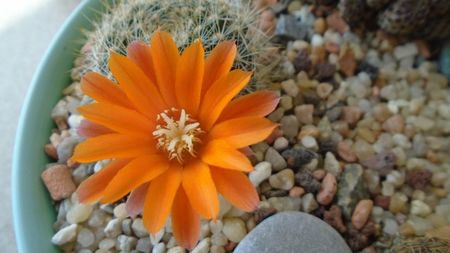 Rebutia steinmannii v. christinae