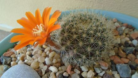 Rebutia steinmannii v. christinae