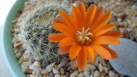 Rebutia steinmannii v. christinae