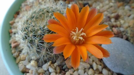 Rebutia steinmannii v. christinae