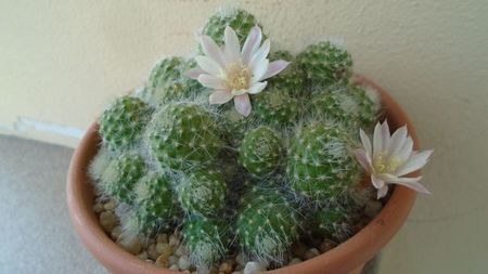 Rebutia cv. sunrise