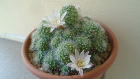 Rebutia cv. sunrise