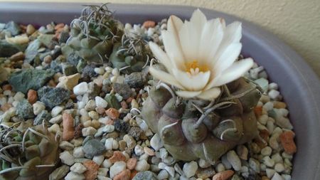 Turbinicarpus macrochele v. screvispinum