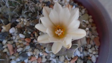 Turbinicarpus macrochele v. screvispinum