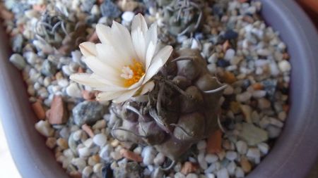 Turbinicarpus macrochele v. screvispinum