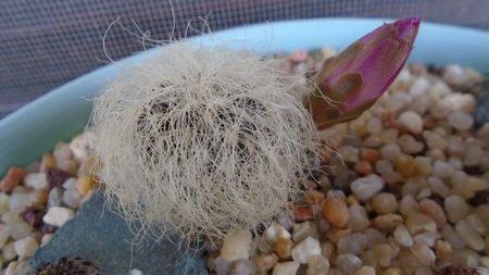 Sulcorebutia patriciae (Rebutia canigueralii ssp. crispata)