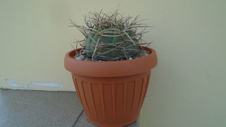 Gymnocalycium spegazzinii ssp. armatum; replantat in 15 mai 2020
