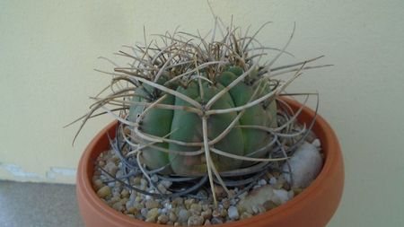 Gymnocalycium spegazzinii ssp. armatum; replantat in 15 mai 2020
