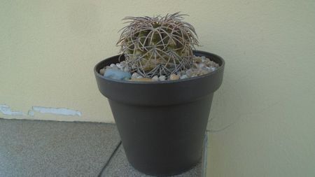 Gymnocalycium spegazzinii; replantat in 15 mai 2020
