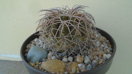 Gymnocalycium spegazzinii; replantat in 15 mai 2020
