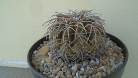 Gymnocalycium spegazzinii; replantat in 15 mai 2020
