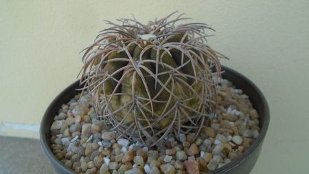 Gymnocalycium spegazzinii; replantat in 15 mai 2020
