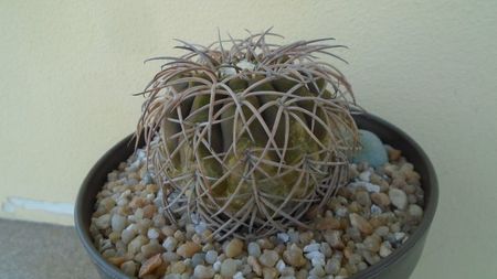 Gymnocalycium spegazzinii; replantat in 15 mai 2020
