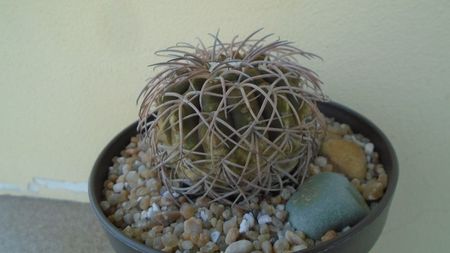 Gymnocalycium spegazzinii; replantat in 15 mai 2020
