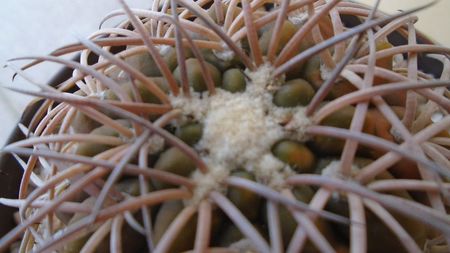 Gymnocalycium spegazzinii; replantat in 15 mai 2020
