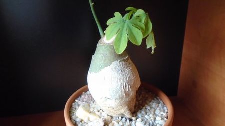 Adenia glauca; replantata in 17 mai 2020
