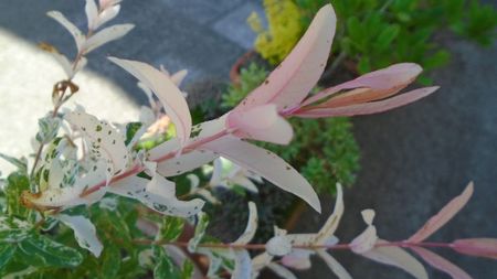 Salcie (Salix integra Hakuro-nishiki)