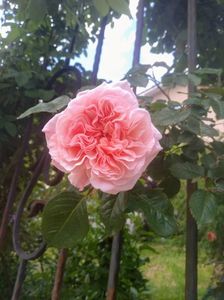 rose de tolbiac