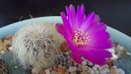 Sulcorebutia patriciae (Rebutia canigueralii ssp. crispata)