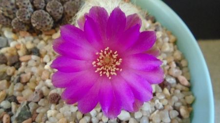 Sulcorebutia patriciae (Rebutia canigueralii ssp. crispata)