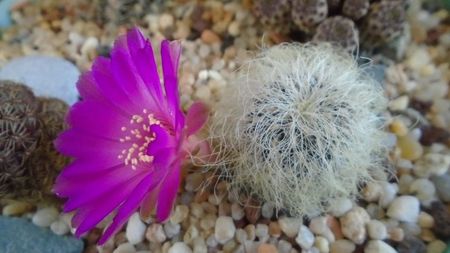 Sulcorebutia patriciae (Rebutia canigueralii ssp. crispata)