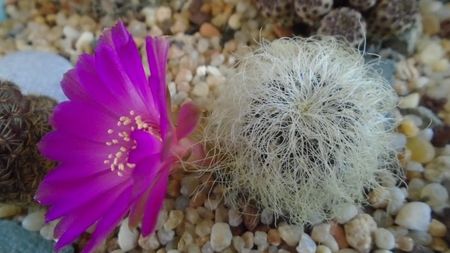 Sulcorebutia patriciae (Rebutia canigueralii ssp. crispata)