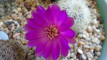 Sulcorebutia patriciae (Rebutia canigueralii ssp. crispata)