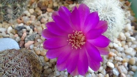 Sulcorebutia patriciae (Rebutia canigueralii ssp. crispata)