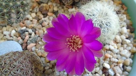 Sulcorebutia patriciae (Rebutia canigueralii ssp. crispata)